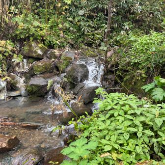 温泉なのか少し濁りもある