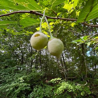 木の実🌰今年は豊富とか