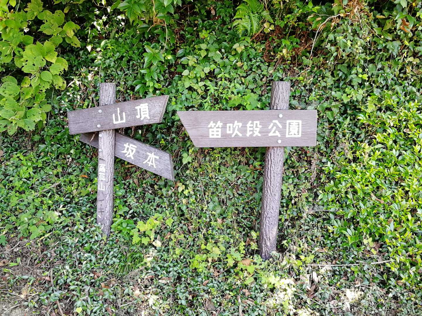 高草山 往復コースの写真