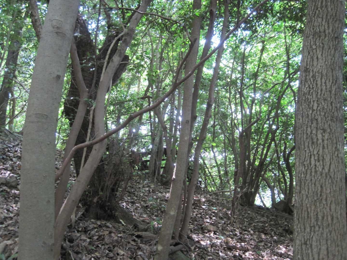 真正面に見える鉄の階段を回避する為、右側の迂廻路らしい道に行っての結末は活動メモでね。