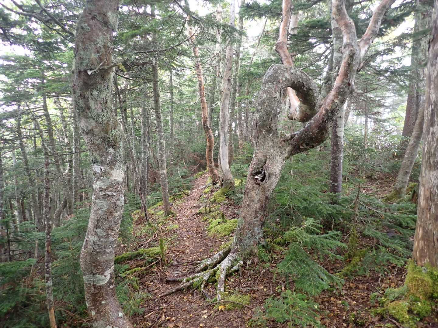 ダケカンバやコメツガなどの樹林帯を通っていく。
