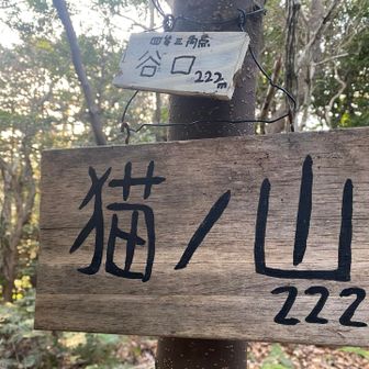 土の上を歩いたのは山頂手前だけ。猫ノ山🐈