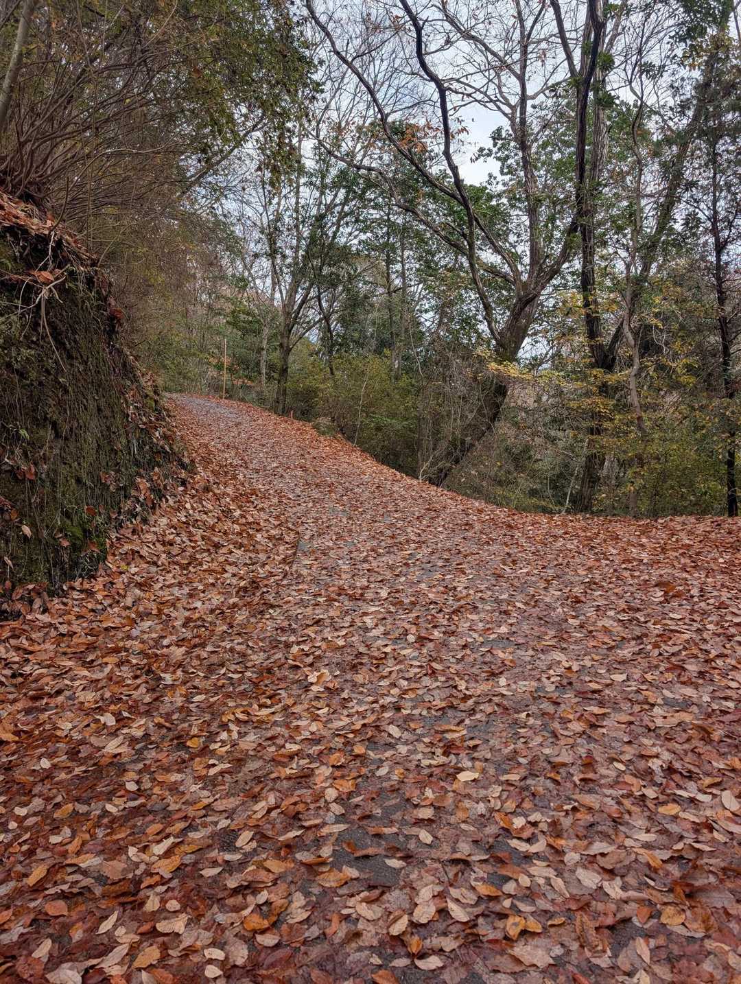 いい感じの落ち葉🍂ロード