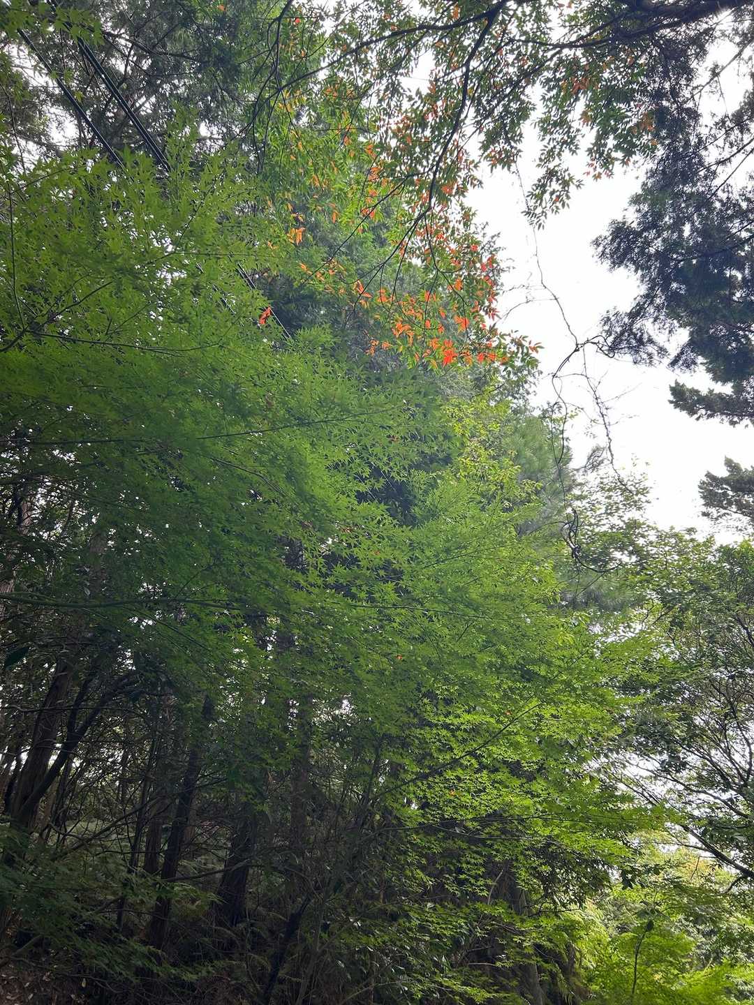 紅葉が一部色づいてました