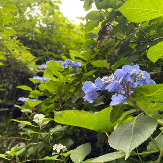 綺麗なアジサイ🪷