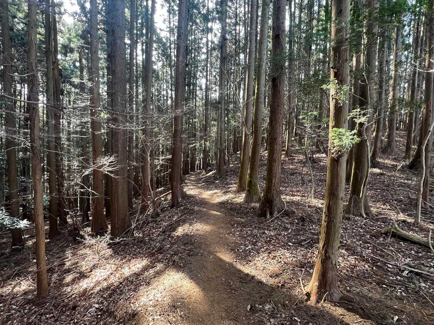 また気持ちいい登山道歩いて