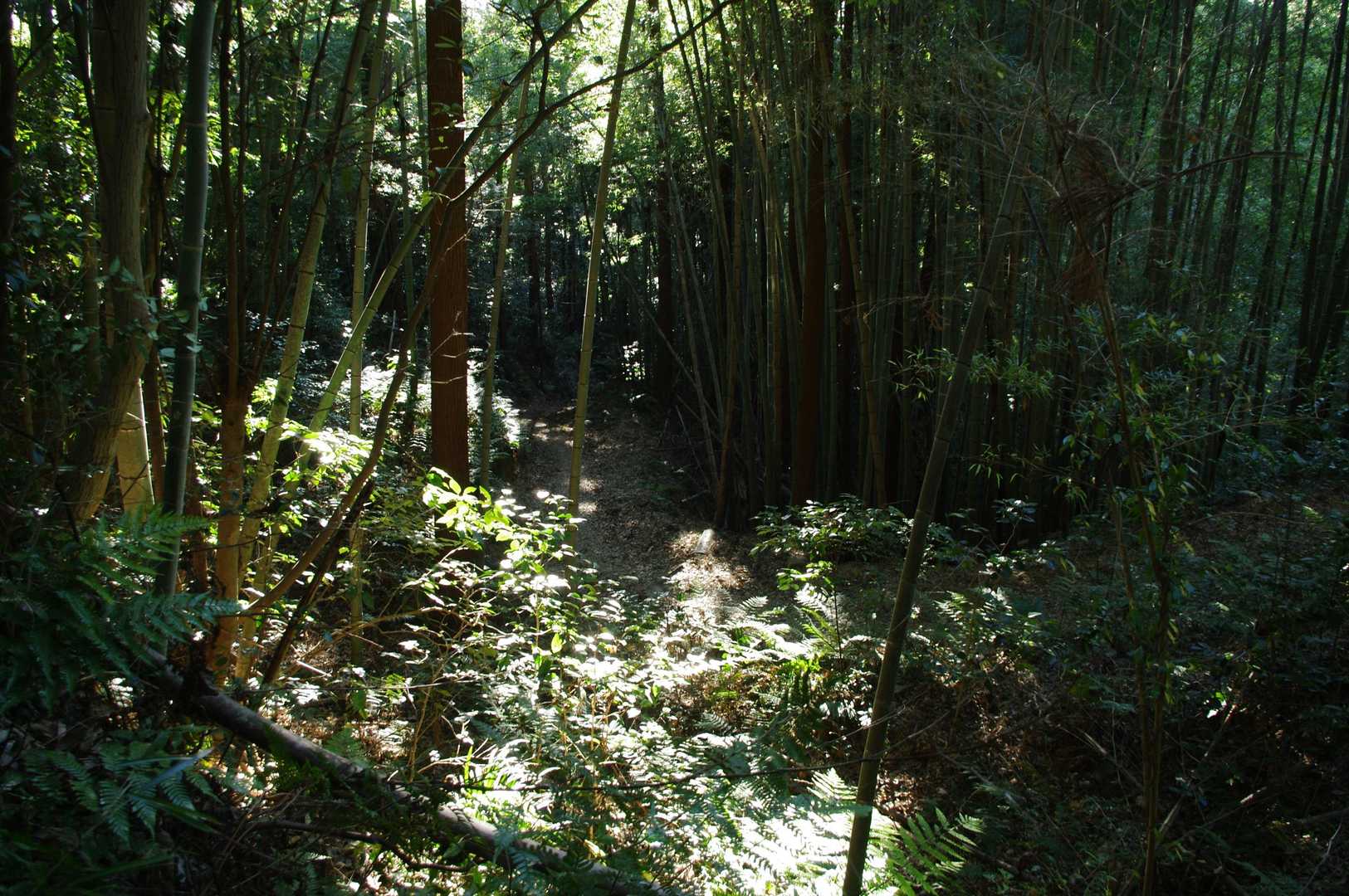 石尊山-金山岳-石尊山登山口 周回コースの写真