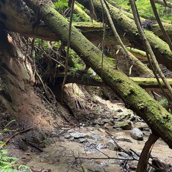 屈めばなんとか通れた😅
山頂でお気に入りのザック、ドロドロになってた事に気づいたけど、ここでなったの？