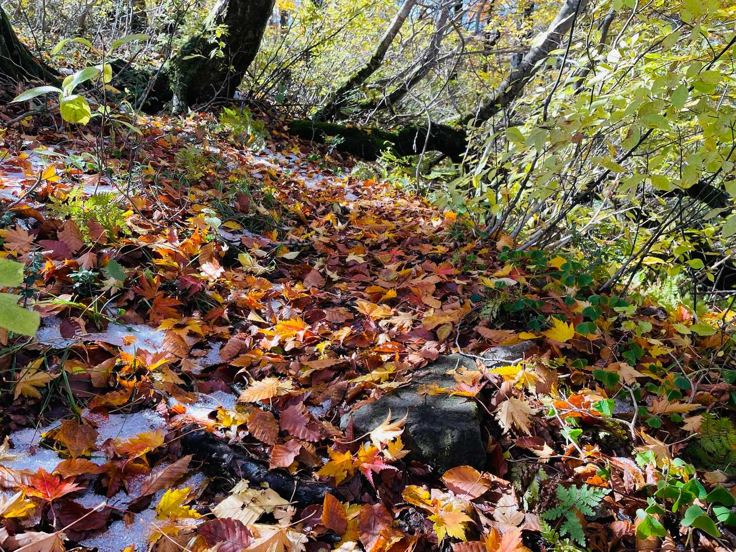 川床登山口-甲ヶ山-矢筈ヶ山-大休峠 周回コースの写真