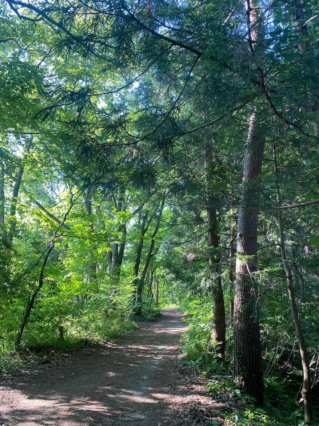 護摩堂山往復 | 3万株のアジサイが山頂を染め、四季折々に美しい城跡山の写真