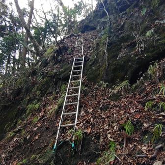 新道の突き当たりに古い鎖場があり、新しくはしごが設置されていて登りやすくなっている
はしごは2段になっています