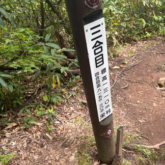 登り始めます。