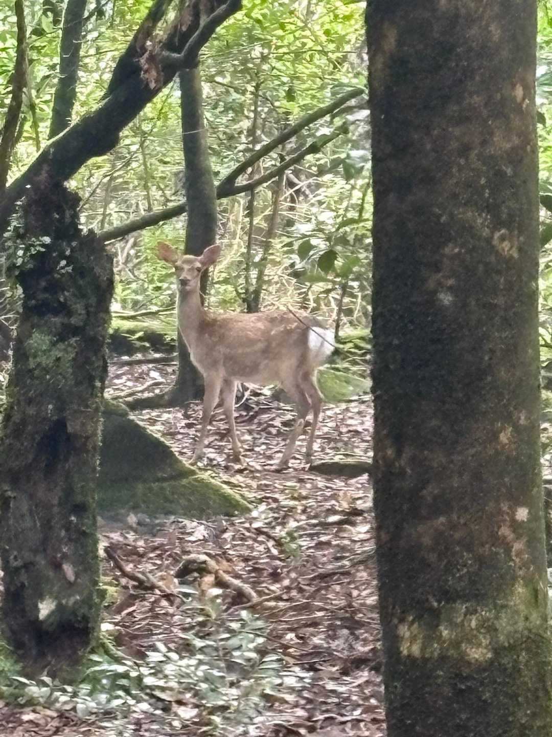 カサカサって音したら鹿さんが🦌
帰りはここらで四頭向こうに走っていった！
八重山にも鹿さんいるのね🦌
