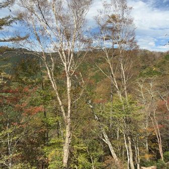 白樺と紅葉
