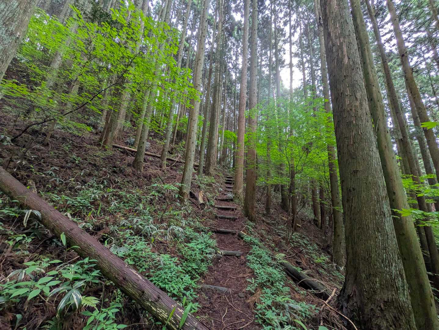 山頂までひたすら急登😅