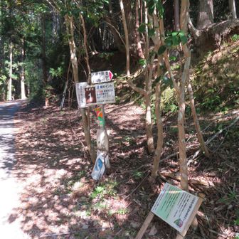階段を登らす横の登山道を登ります。