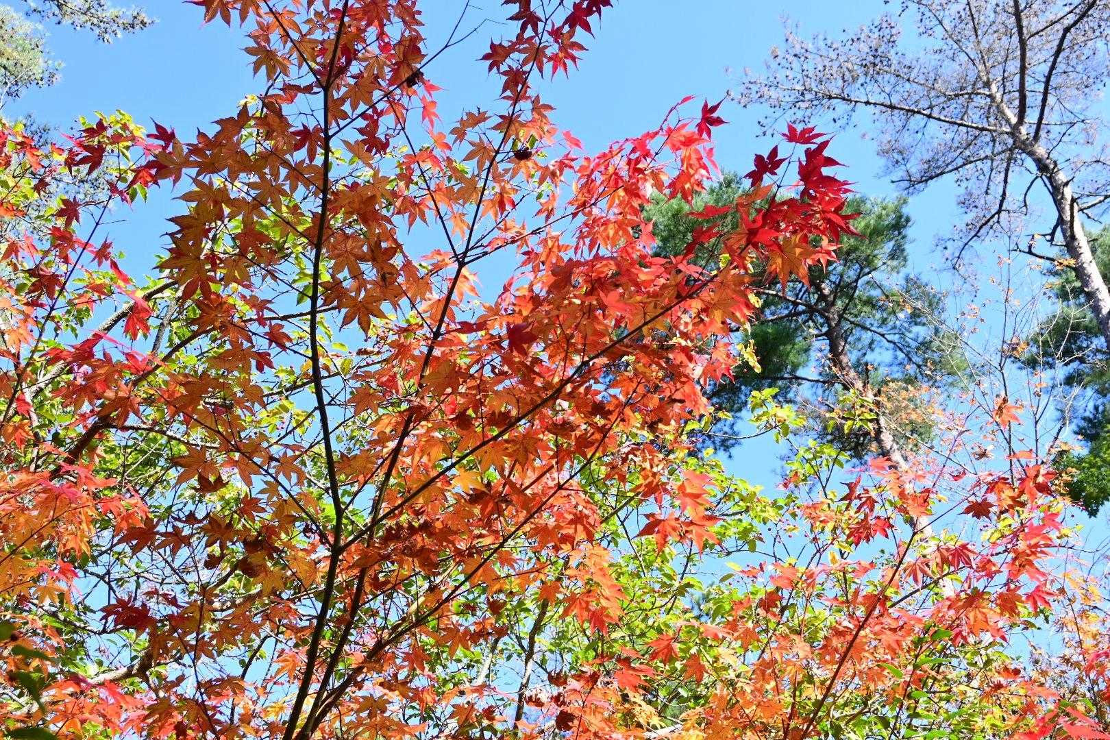 瀧安寺-石子詰登山口-天上ヶ岳 周回コースの写真