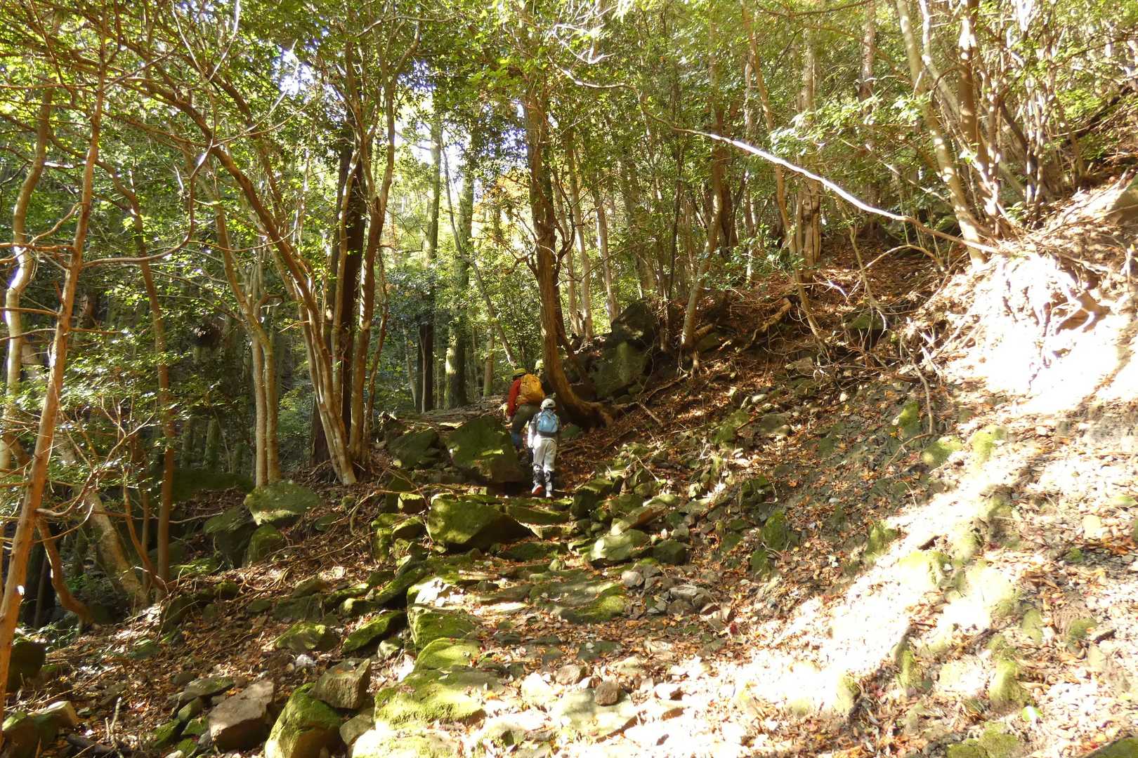 この登山道の雰囲気、大好きです👍