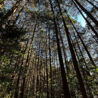 午後から急に風が強くなり、けっこう太い枝が目の前に落ちてきました😱危なかった💦