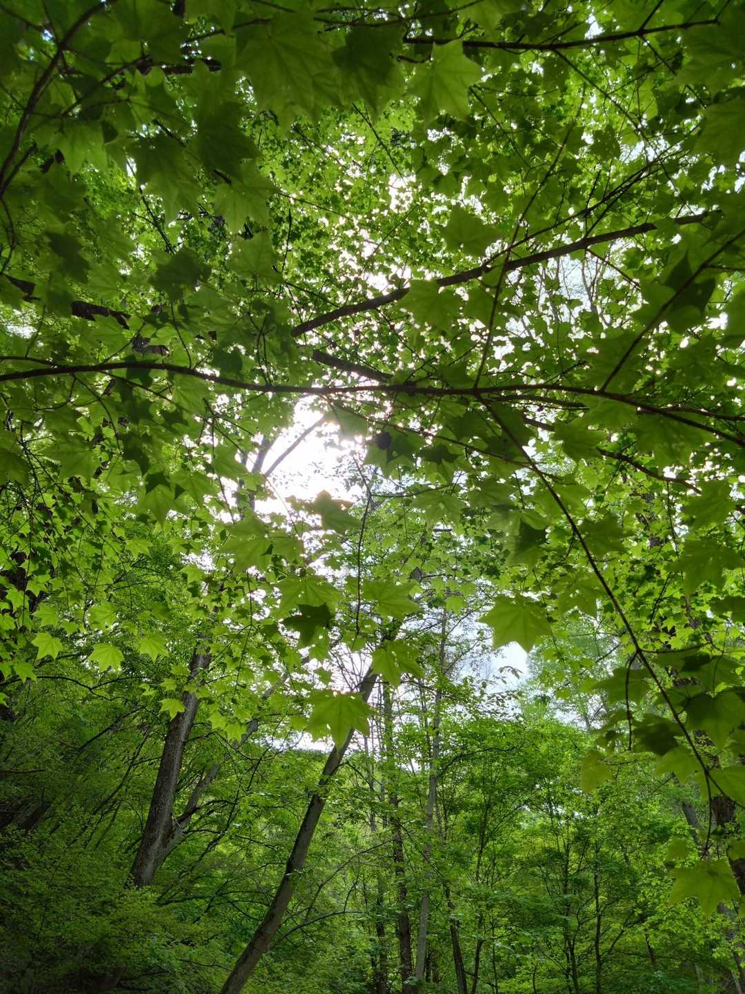 グリーンシャワーを浴びながらの山登り💚とても気持ちがいいです