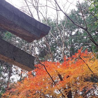 朝に気づかず...🍁⠜