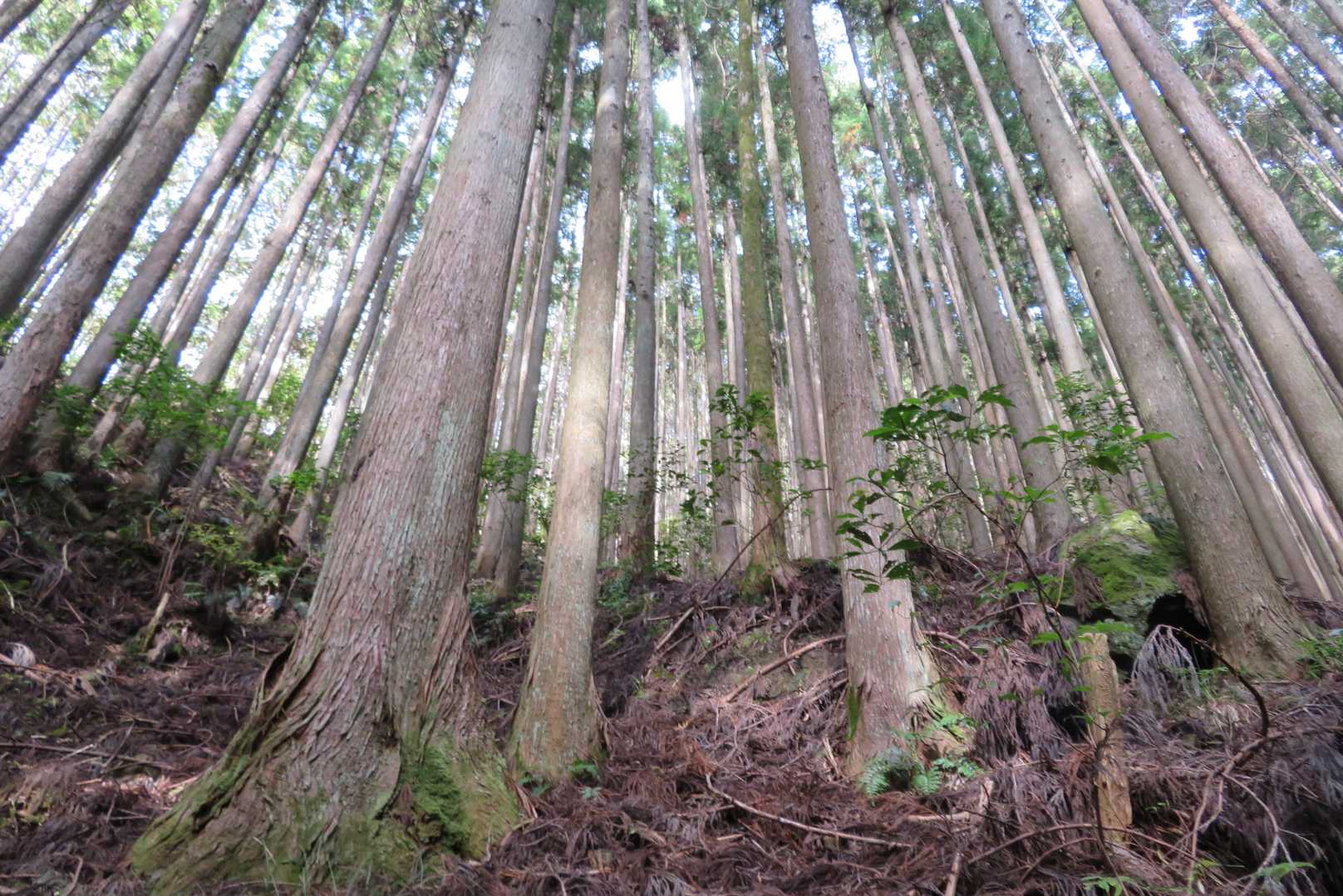 大体は杉の植林地を歩く。