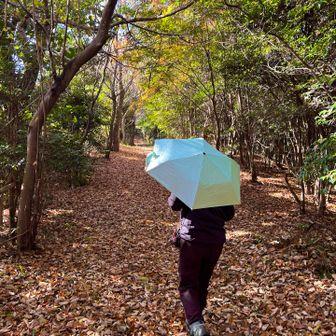 落ち葉🍂の絨毯を歩く！
気持ち良い。
知多半島で🐻は、ないだろう！