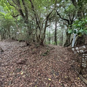 大尾山ピークからは音無の滝経由で大原へ下りられます