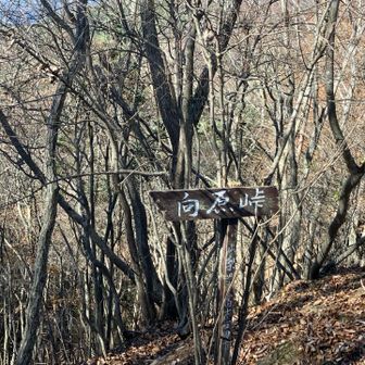 相定ヶ峰から杓子山方面に下ると向原峠、ほとんどの方は杓子山へ向かいますが、私は小明見地区へ下ります
降り口のトラバース気味の道が細く、落葉でわかりずらいので、テープを確認しながら下りました