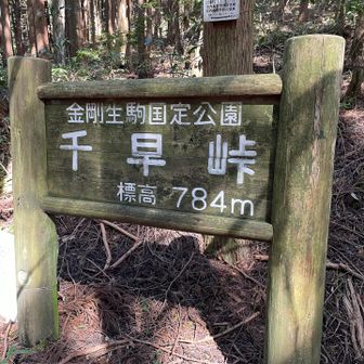千早峠から池ノ川林道で降ります