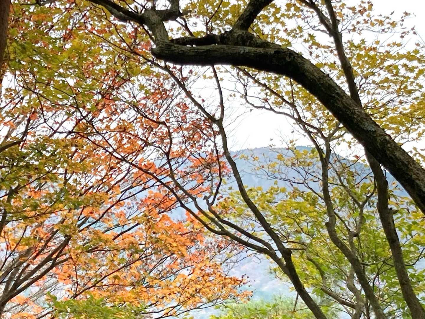 紅葉と三ノ塔