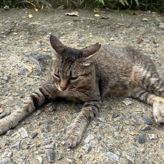 ここにもいたー🐱
触らせてくれたのに、なんでイカ耳なん😅