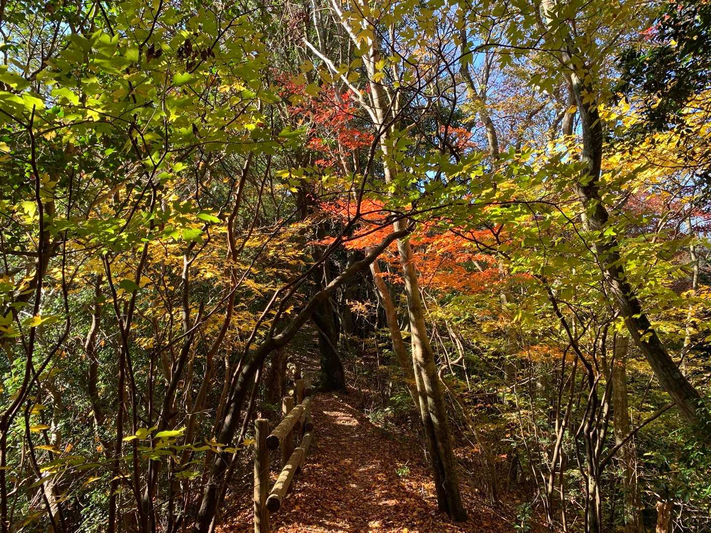 班蛇口登山口-八方ヶ岳 往復コースの写真