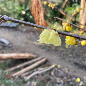 ロウバイのいい香り☺️