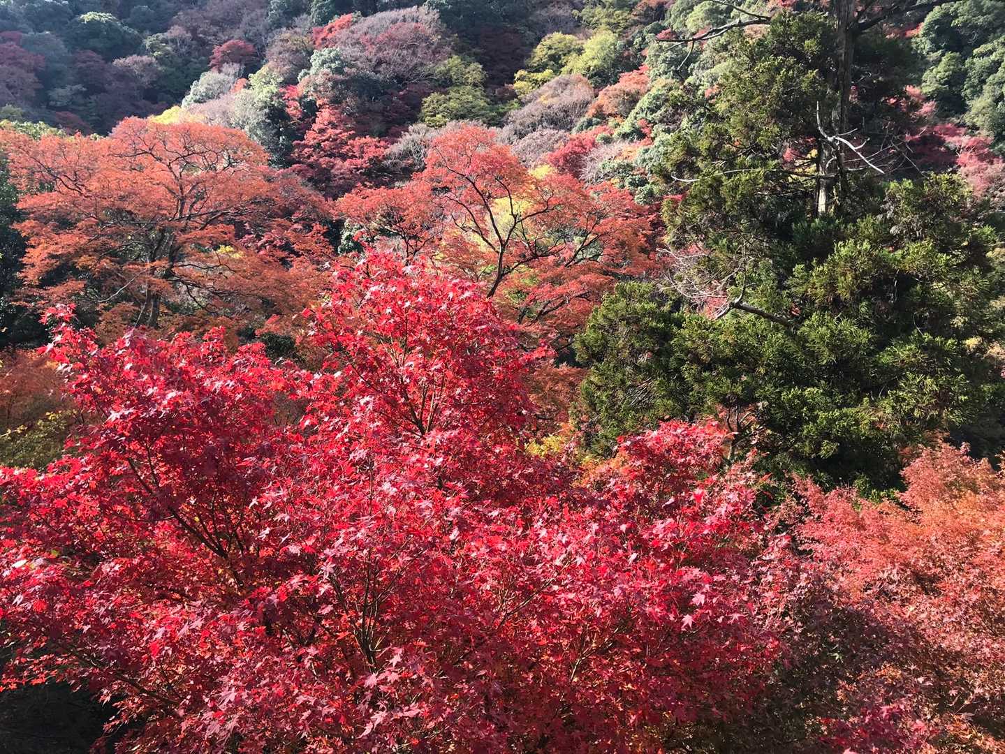 外院バス停-最勝ヶ峰-石子詰登山口-阪急箕面駅 縦走コースの写真