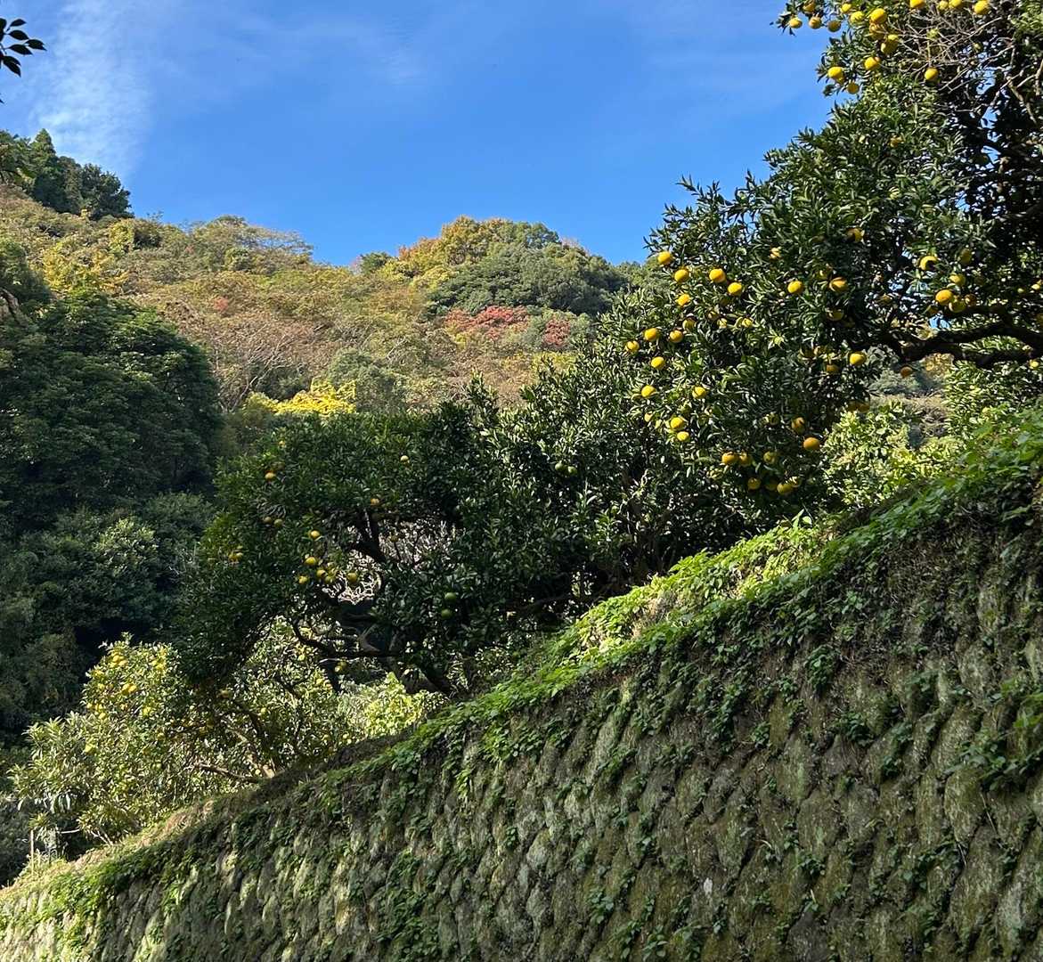 石垣とみかん
このコースならではの
景色やな((´∀｀*))