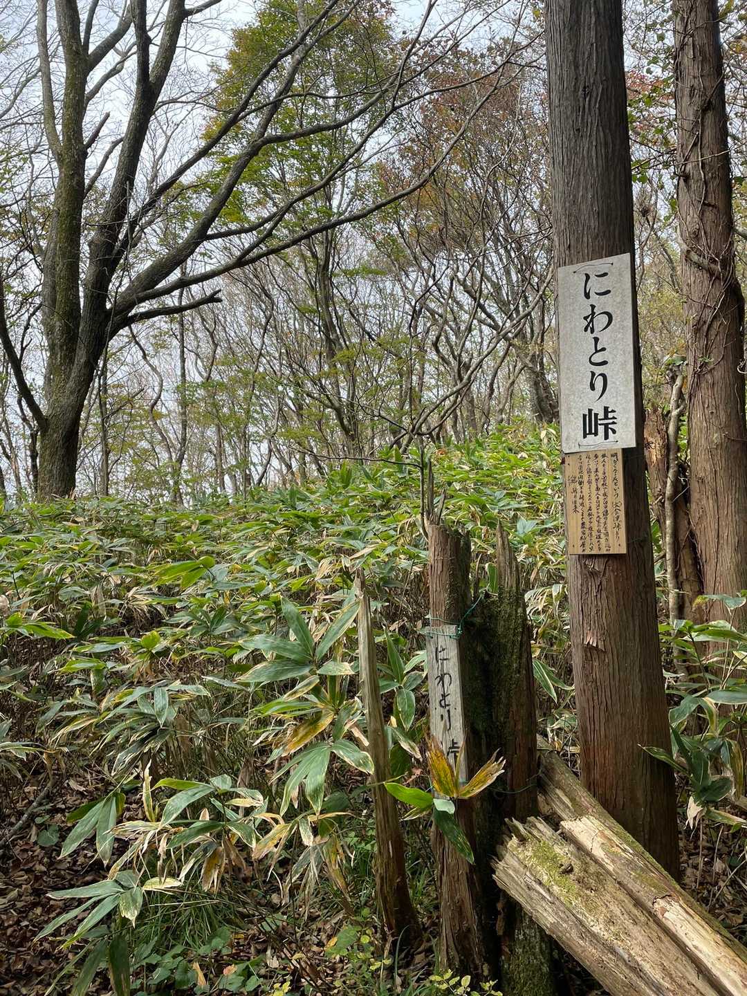ここから 登りがキツくなり始め