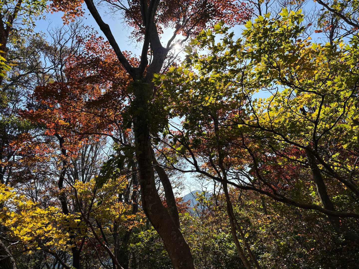 お日様に照らされた葉っぱがきれい🌱🤩