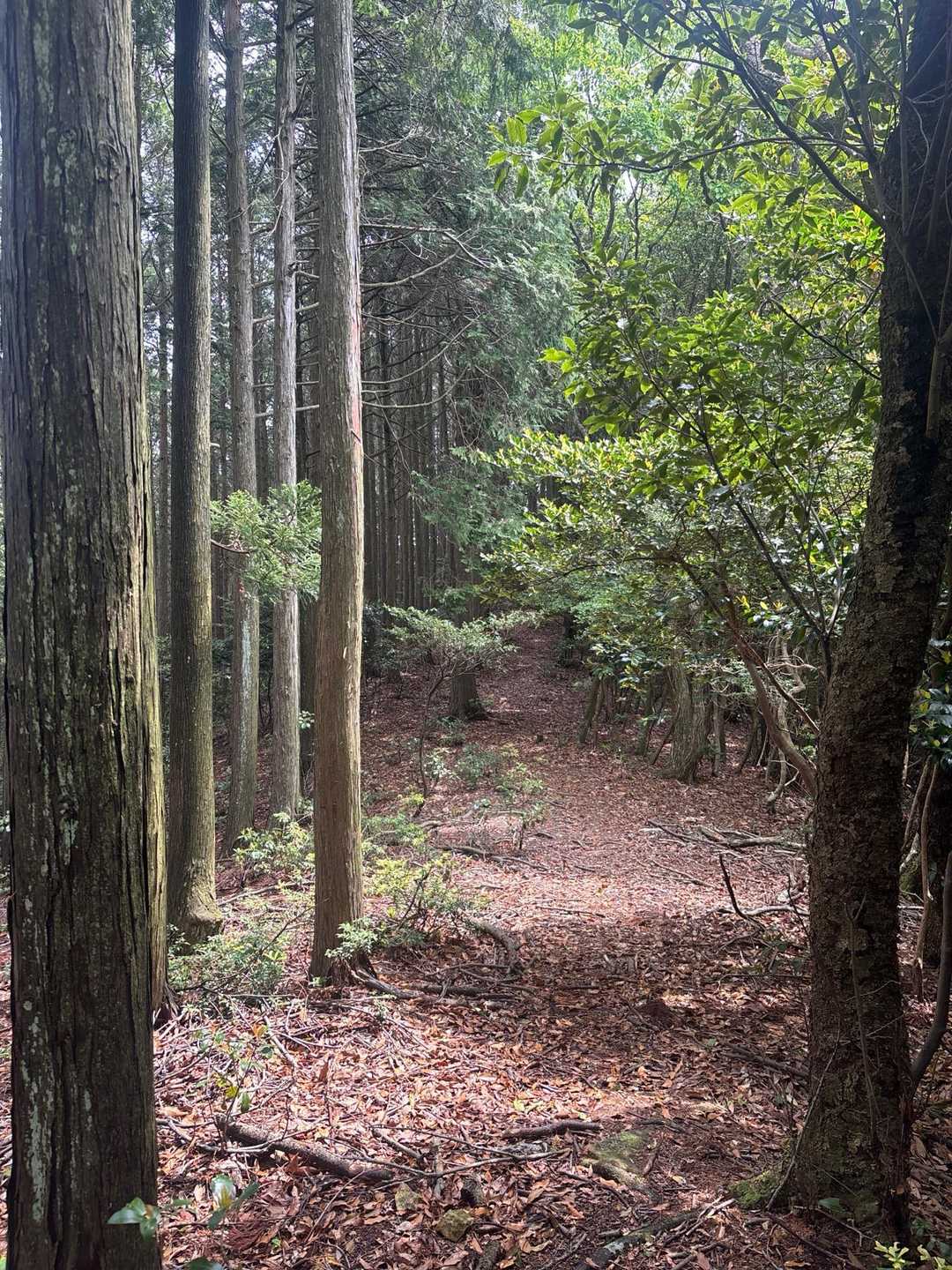 黒田城入口-天狗山-妙見山-白山-前坂コース入口 周回コースの写真