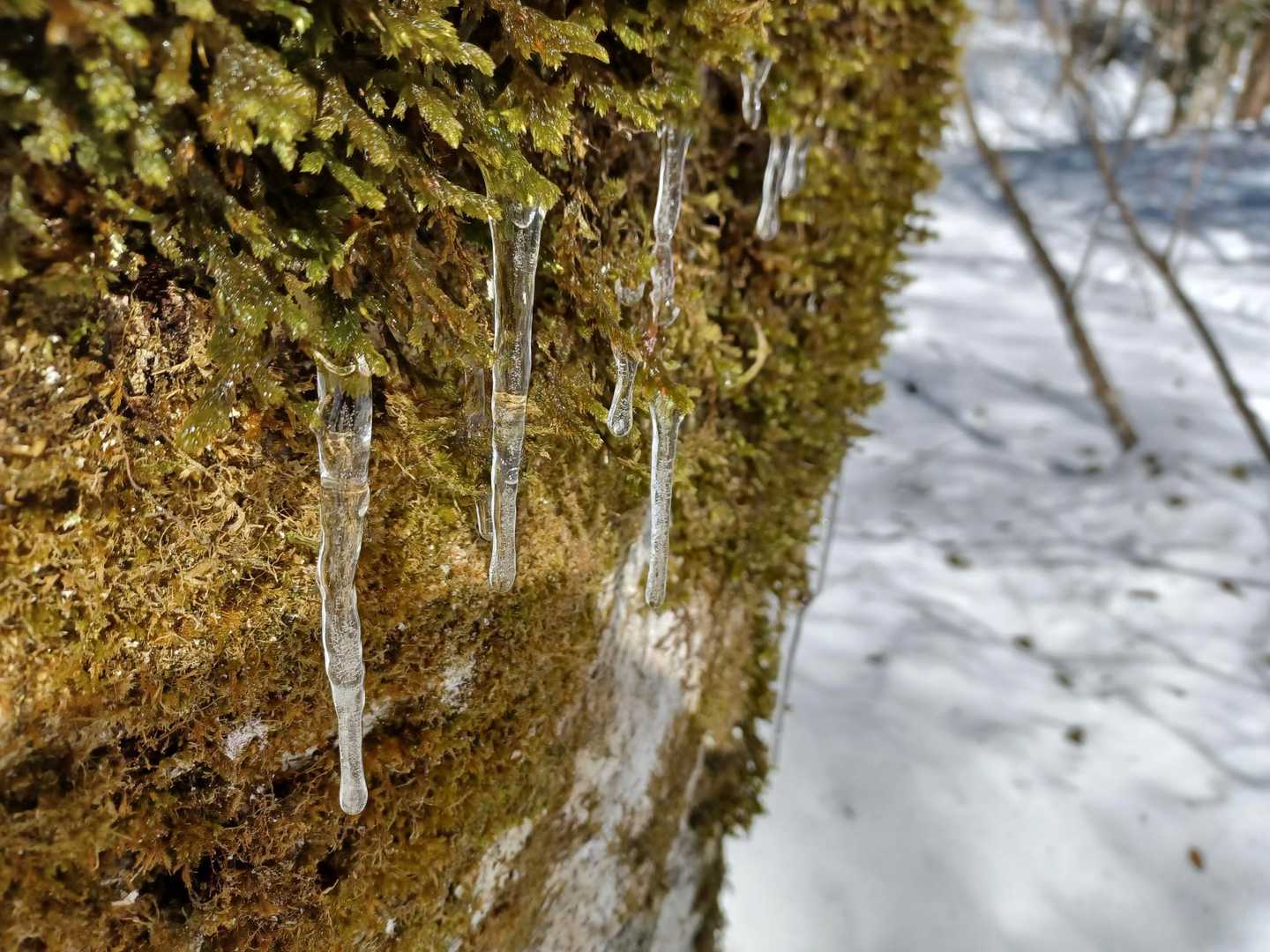 苔のつらら