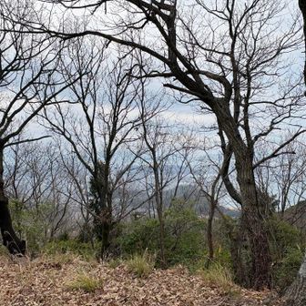 興居島方面、風景は樹々が遮る