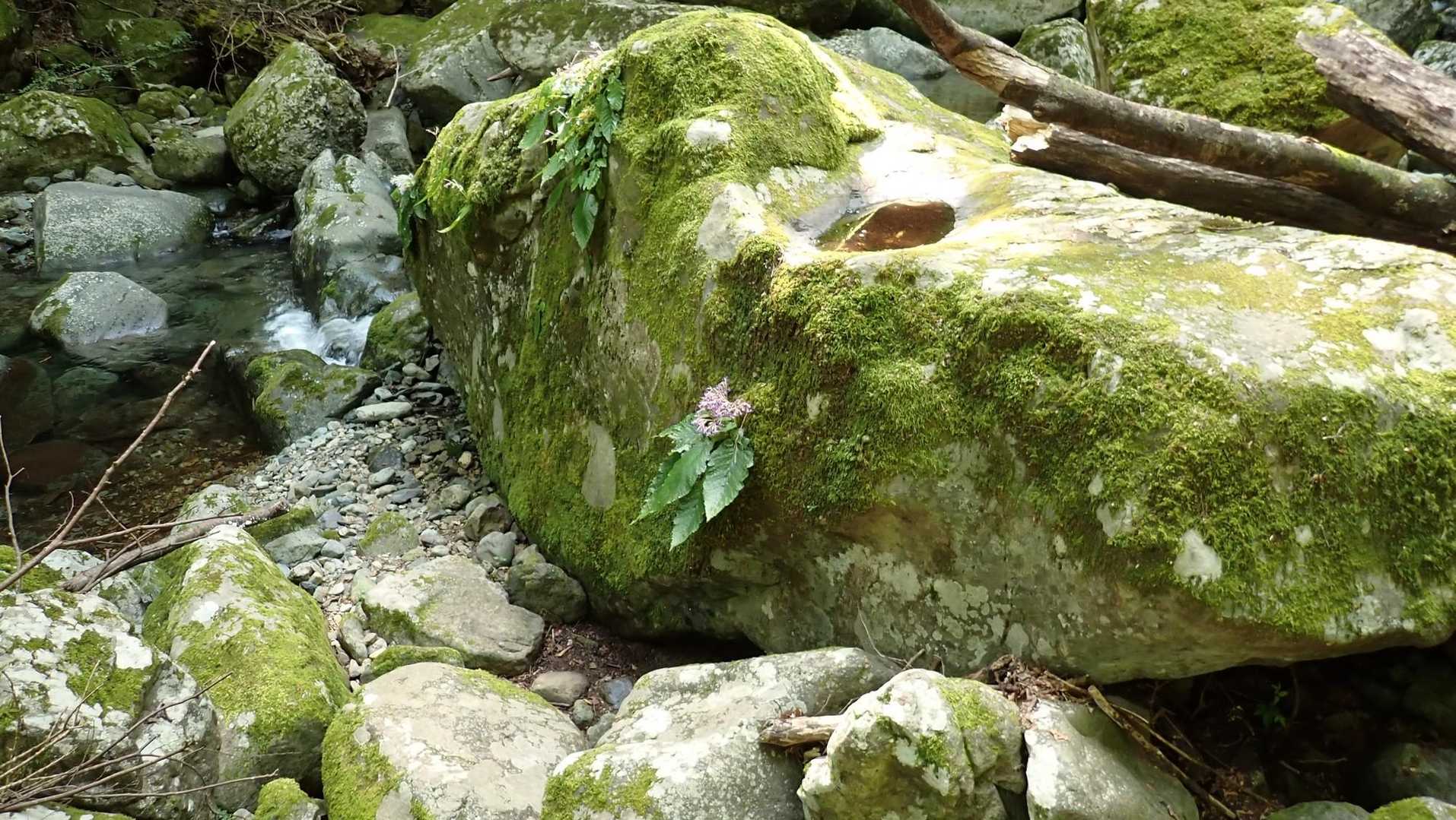 でも、これを見つけたので撮らねば。