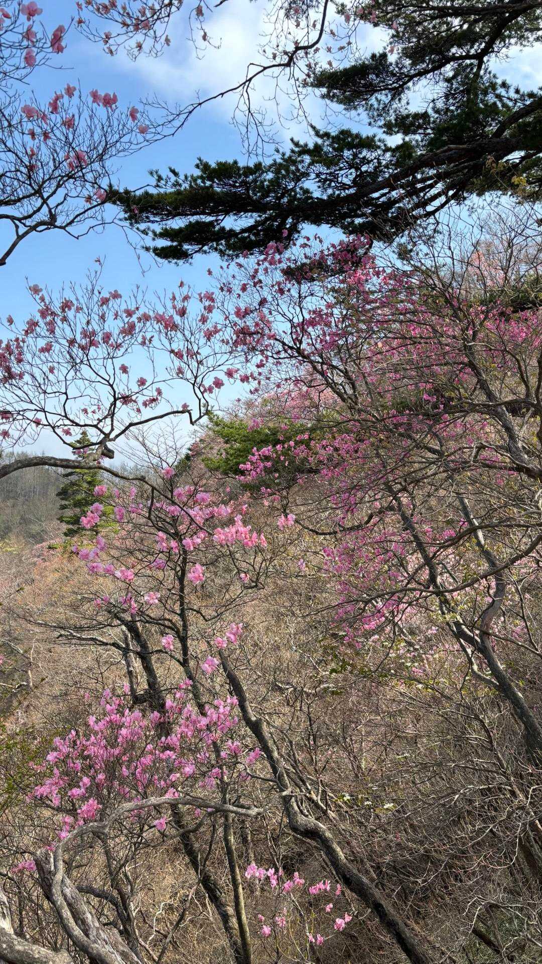 夫婦山入口-月山入口-月山-月山登山口 往復コースの写真