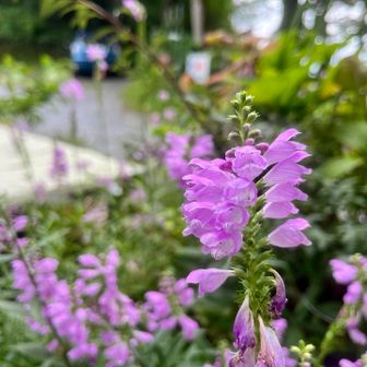 ハナトラノオ

規則正しく並んだ形がとても可愛らしい

花言葉は、「達成」、「希望」

受験勉強を日々頑張っている娘っちに送りたい

息子は2日連続で秀郷祭り😅