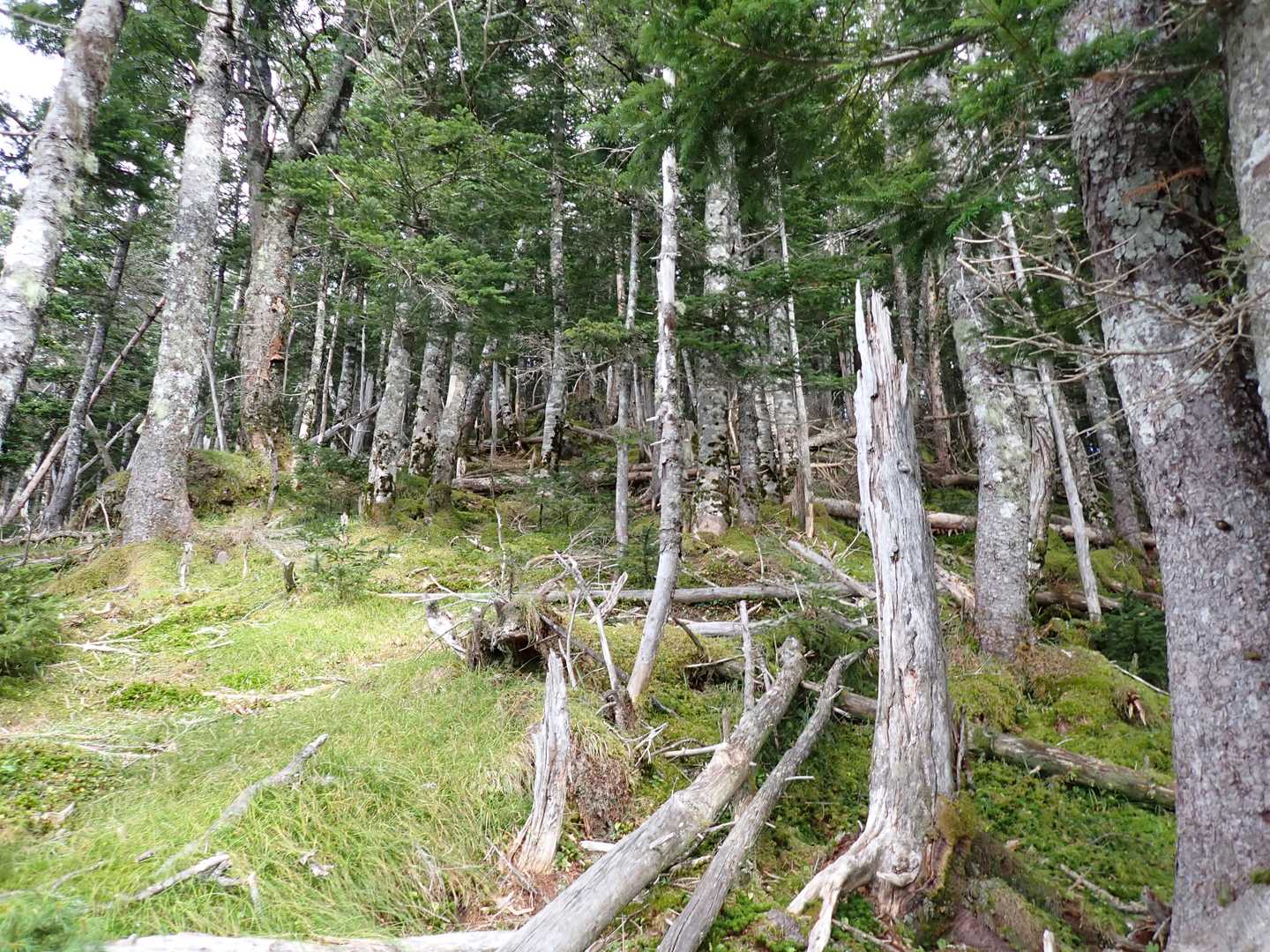 奥茶臼山に向けて最後の急坂。