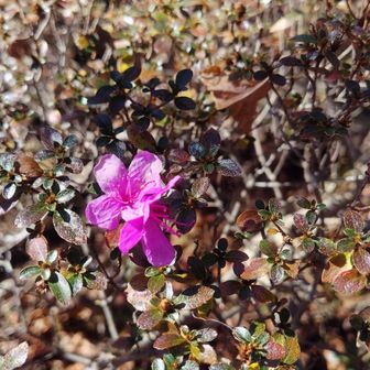 ミヤマキリシマ（日向岳にて・11/30に咲いてた）