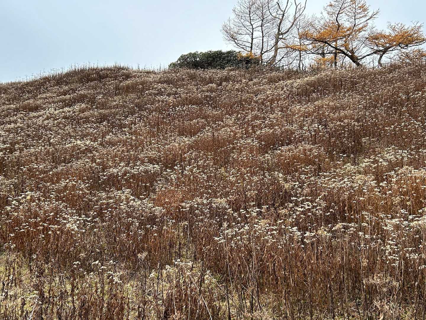 群生、もう枯れてるのに立ったまま。カッコ良い✨