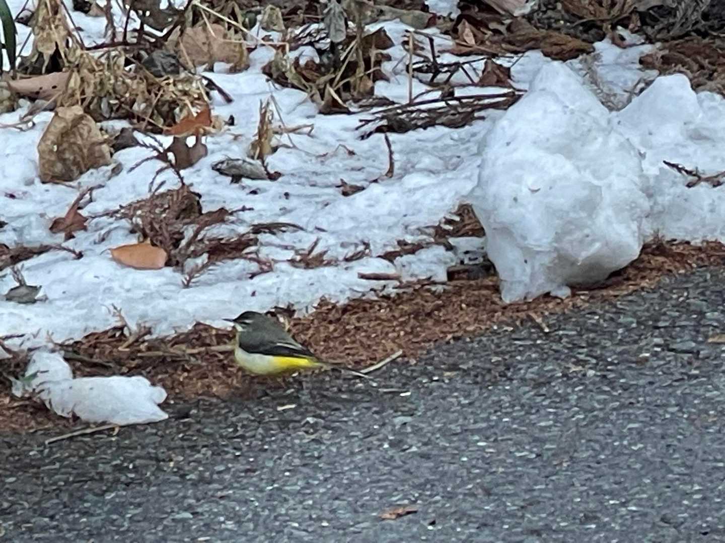 キセキレイがちょこちょこ歩いてました🐦スマホでも撮れる距離まで近づいてきました。