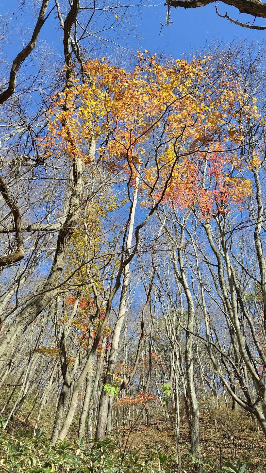 ☀️☀️雑木林の登山道を、
🍁を楽しみながらのんびりと下山🎵
