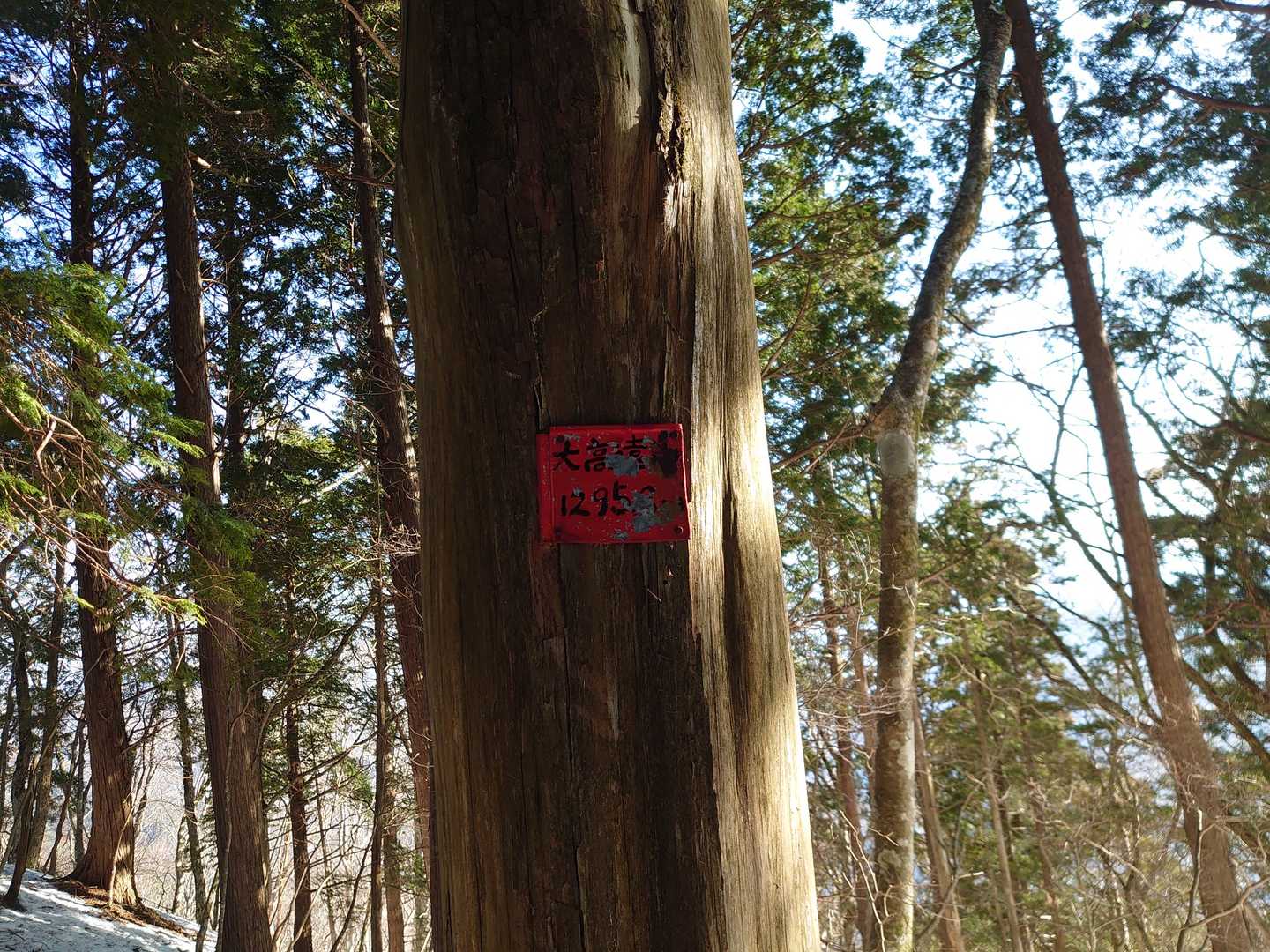 ミサ百看板は行方不明(;o;)